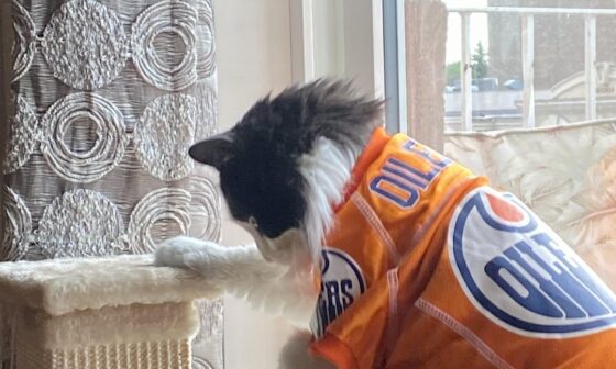 Put my cat in his jersey for some extra luck the rest of the game!