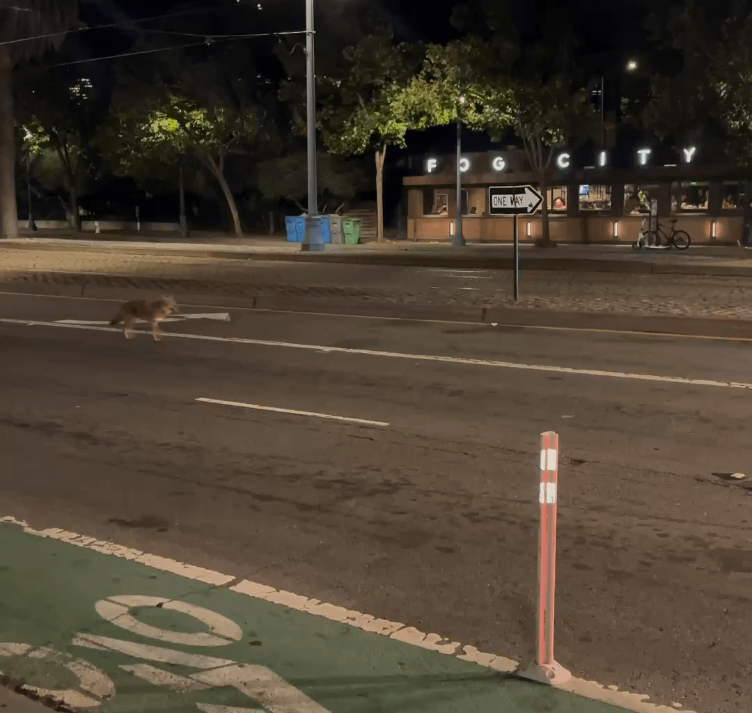 Coyote on Embarcadero 🤙🏽