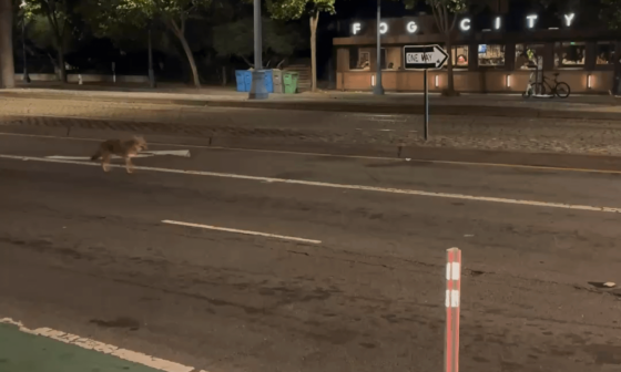 Coyote on Embarcadero 🤙🏽