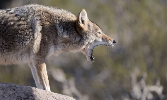 Oliver Ekman-Larsson spotted yelling at the team during this morning's practice