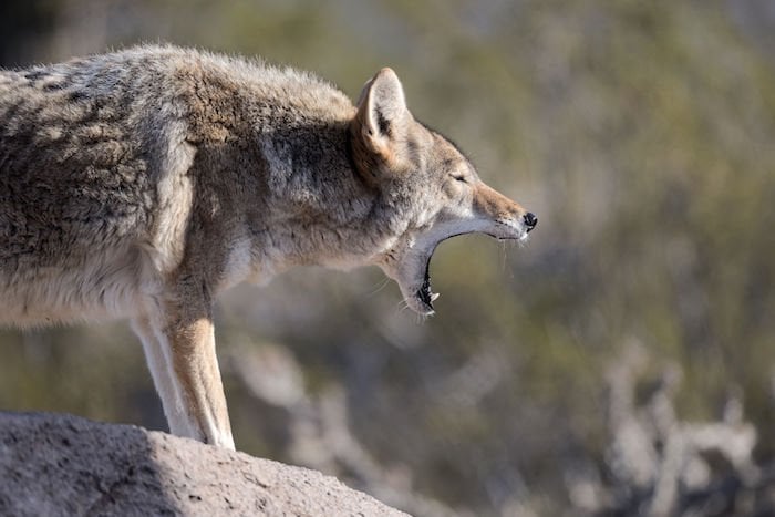 Oliver Ekman-Larsson spotted yelling at the team during this morning's practice