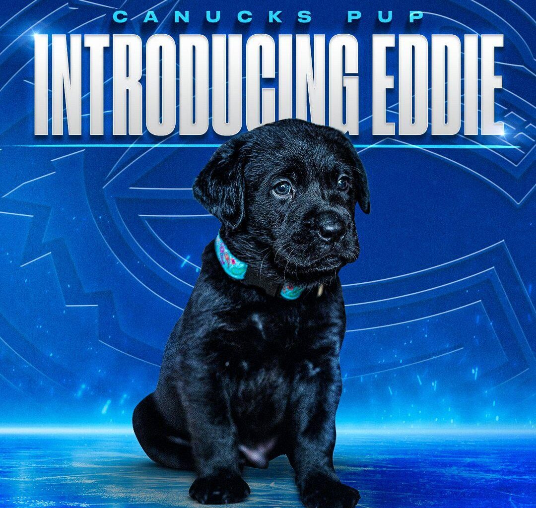 [Canucks] There’s a new Canuck in town. Meet EDDIE, the Canucks newest BC Guide Dog in Training! Named in honour of legendary Canuck, Alex Edler, Eddie will bring loyalty and care to his important job.