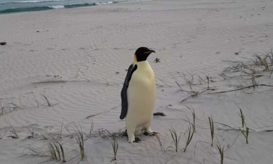 Emperor penguin travels over 2,000 miles from Antarctica to Australia in possible first