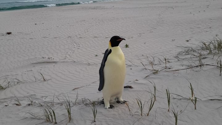 Emperor penguin travels over 2,000 miles from Antarctica to Australia in possible first