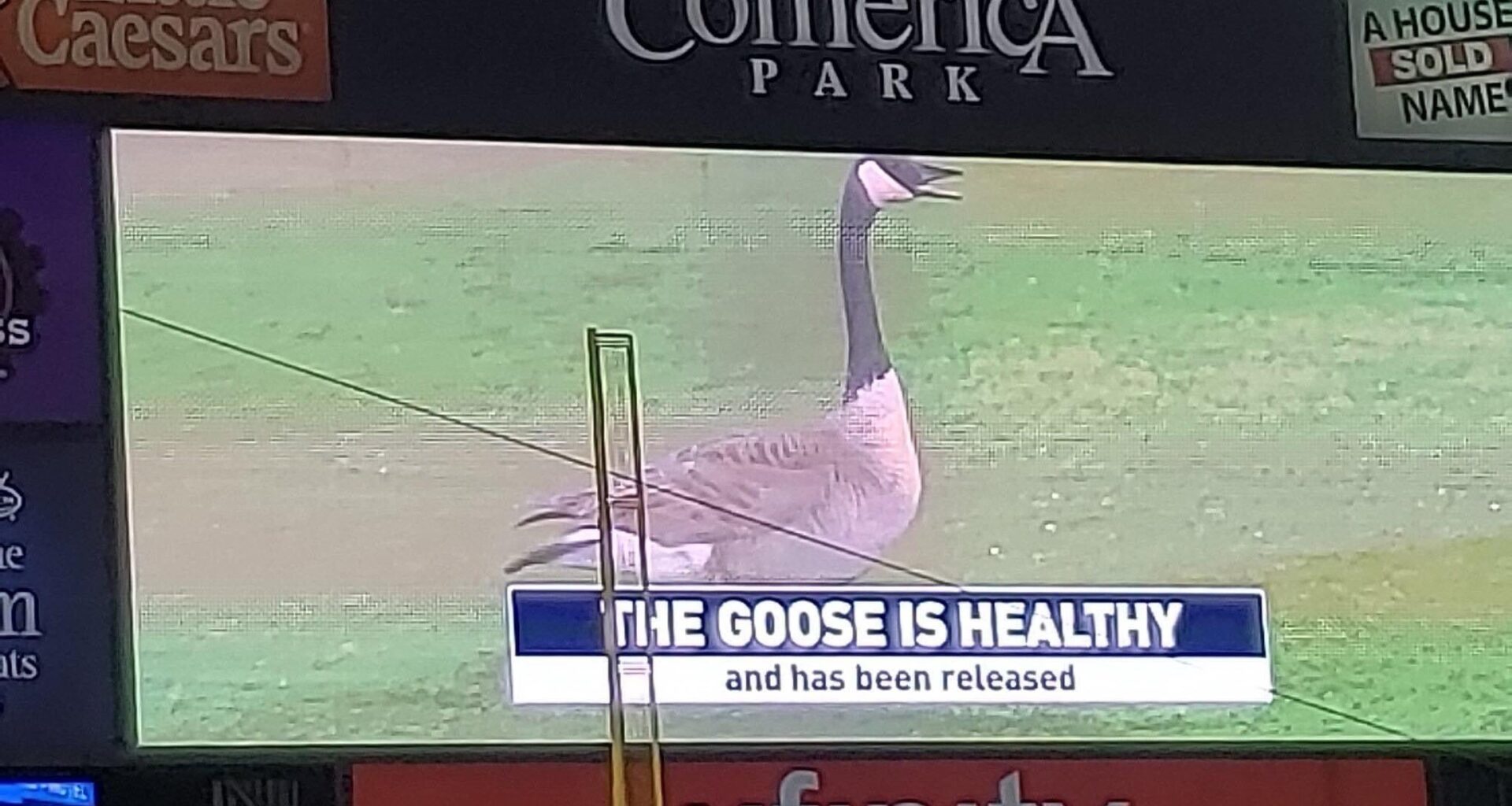 What's the most important "there's an animal on the field" moment in baseball history?