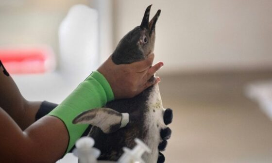 'Critically endangered' African penguins just want peace and food