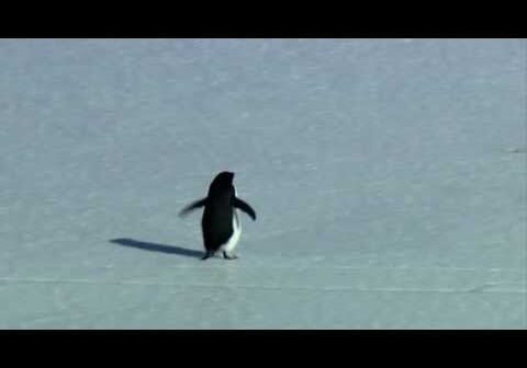 A stray Penguin heads for a certain demise. Feels pretty similar to a sports team I follow.