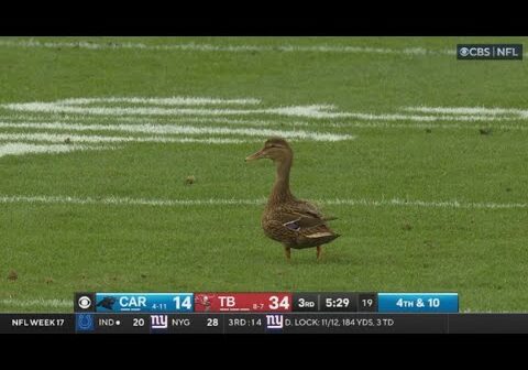 This Duck is the Bucs secret weapon | Tampa Bay Buccaneers Vs Carolina Panthers