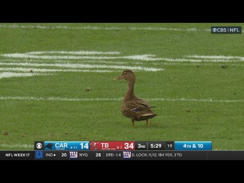 This Duck is the Bucs secret weapon | Tampa Bay Buccaneers Vs Carolina Panthers