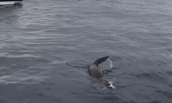 Here’s Why Orcas Are the Ultimate Apex Predators of the Ocean