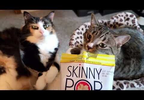 Cats vs. Skinny Pop: The Ultimate Popcorn Reaction!